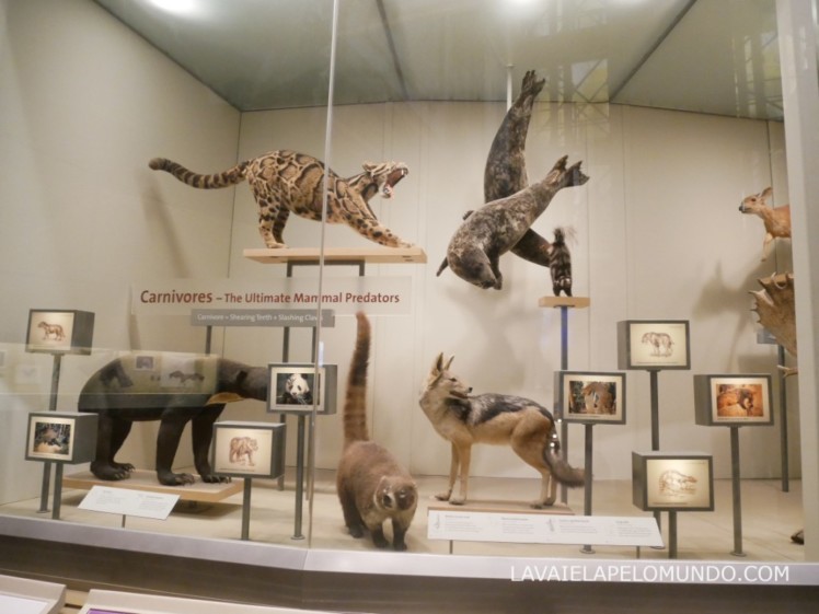 museu de história natural de washington dc